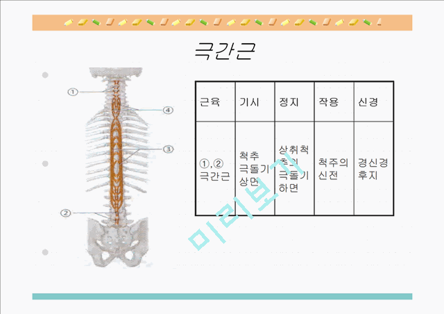 [의학,약학][해부생리] 척추를 움직이는 근육들.ppt